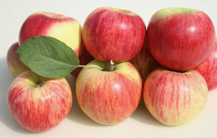 سیب جنگلی ترش برداشت تازه از مناطق کوهستانی